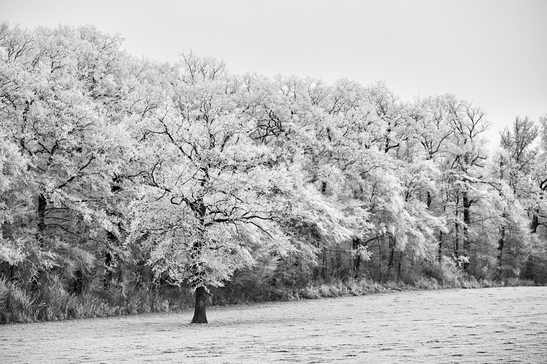 grayscale photo of trees on snow covered ground