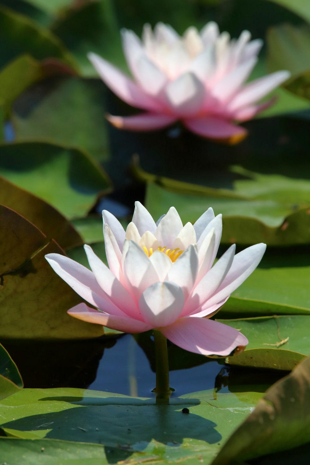 white and pink lotus flower