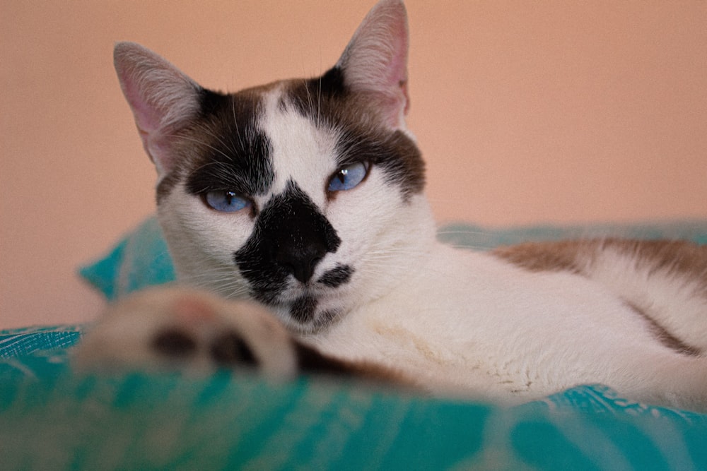 white and black cat on blue and pink textile