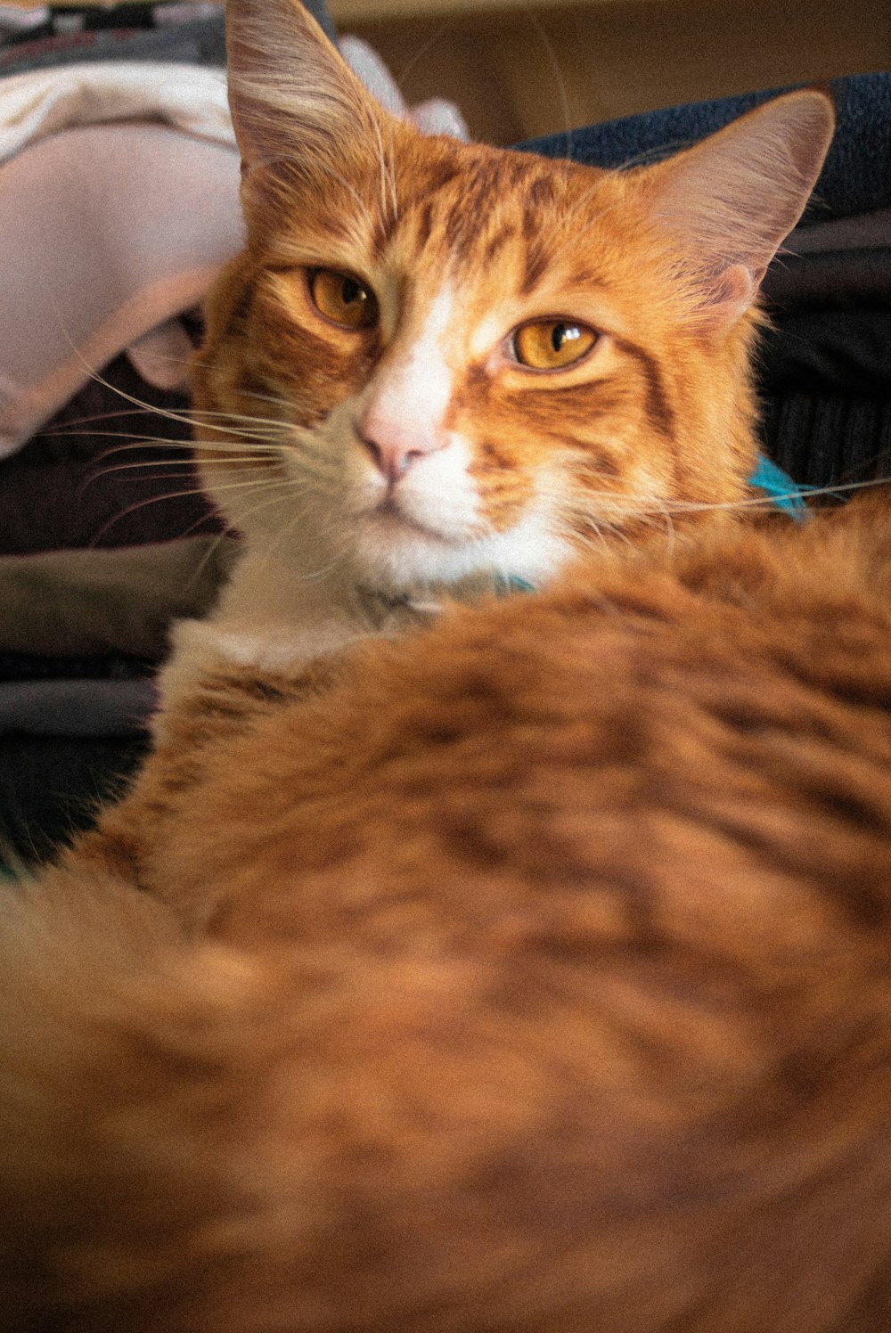 orange tabby cat lying on black textile