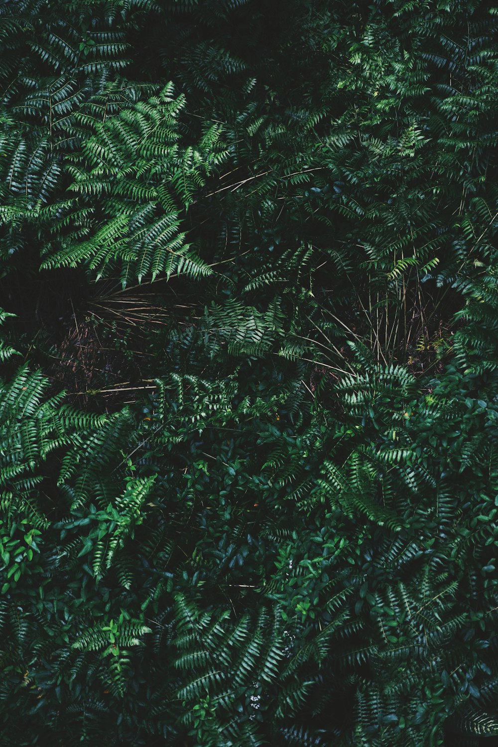 green fern plant during daytime