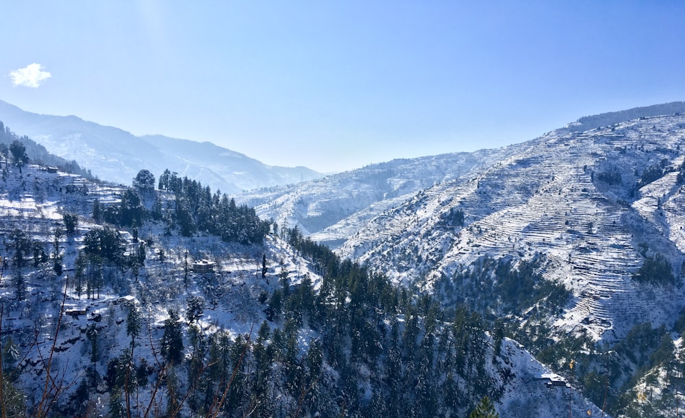 Grüne Kiefern am Berg unter blauem Himmel tagsüber