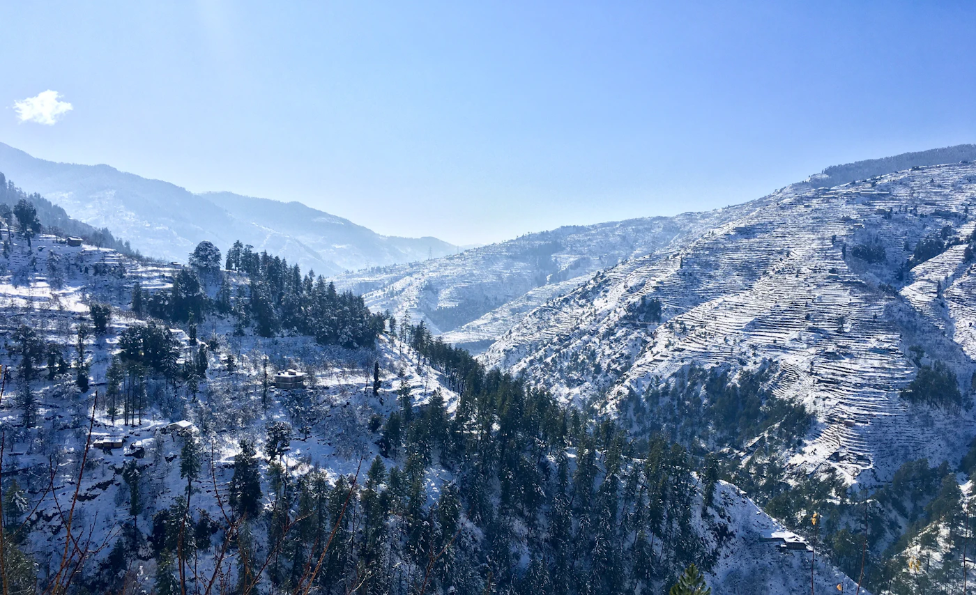Deodar forest around the town