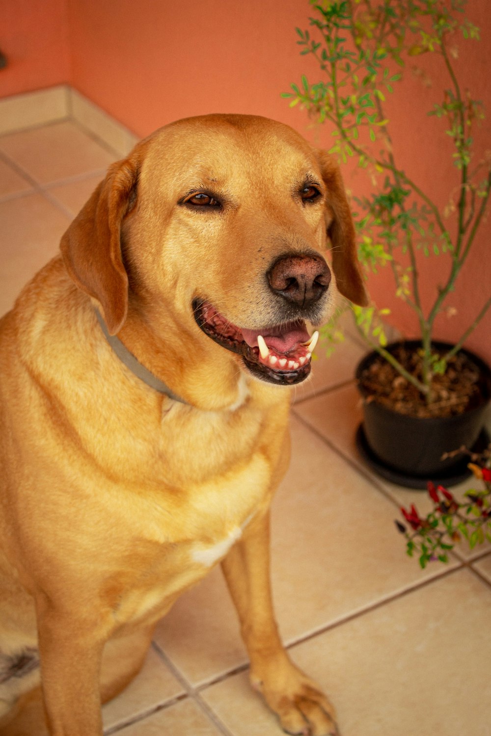 brown short coated dog sitting on white ceramic floor tiles