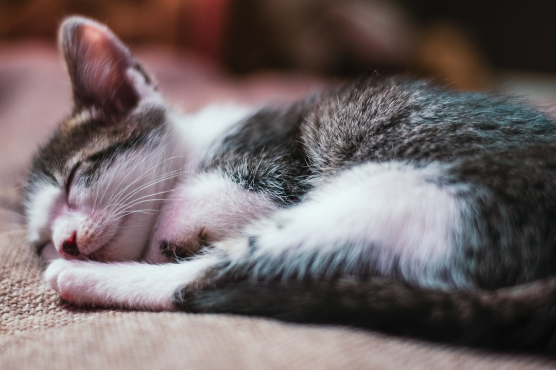 white and black cat lying on brown textile