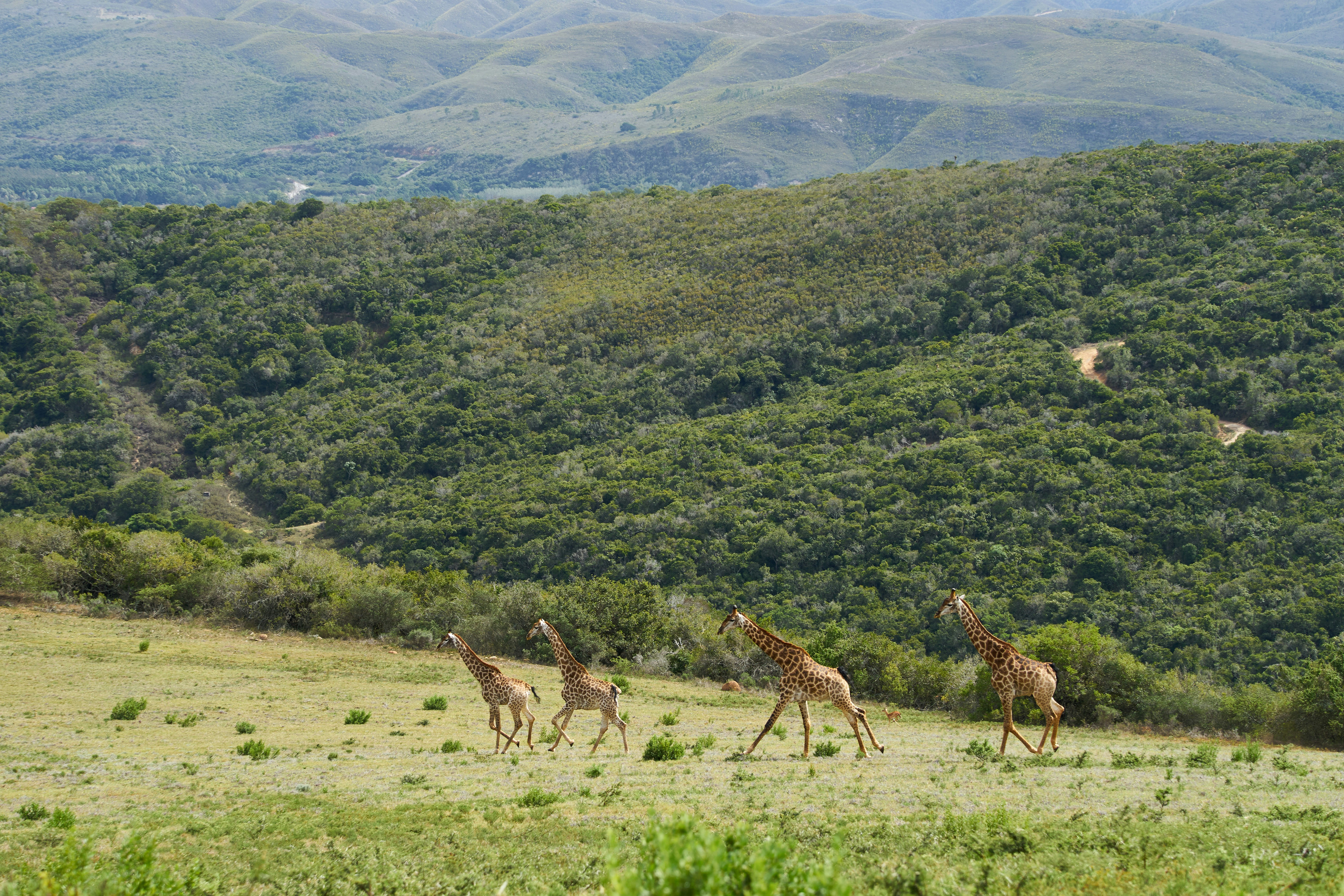 three giraffes on green grass field during daytime
