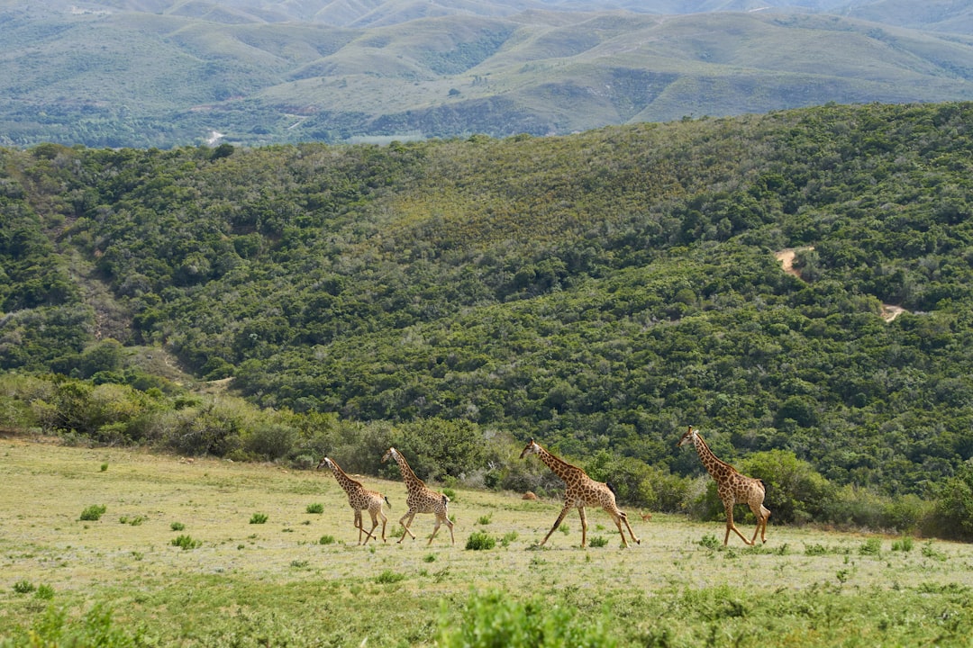 three giraffes on green grass field during daytime