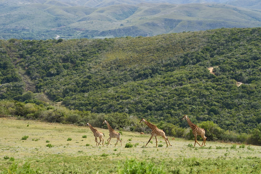 three giraffes on green grass field during daytime
