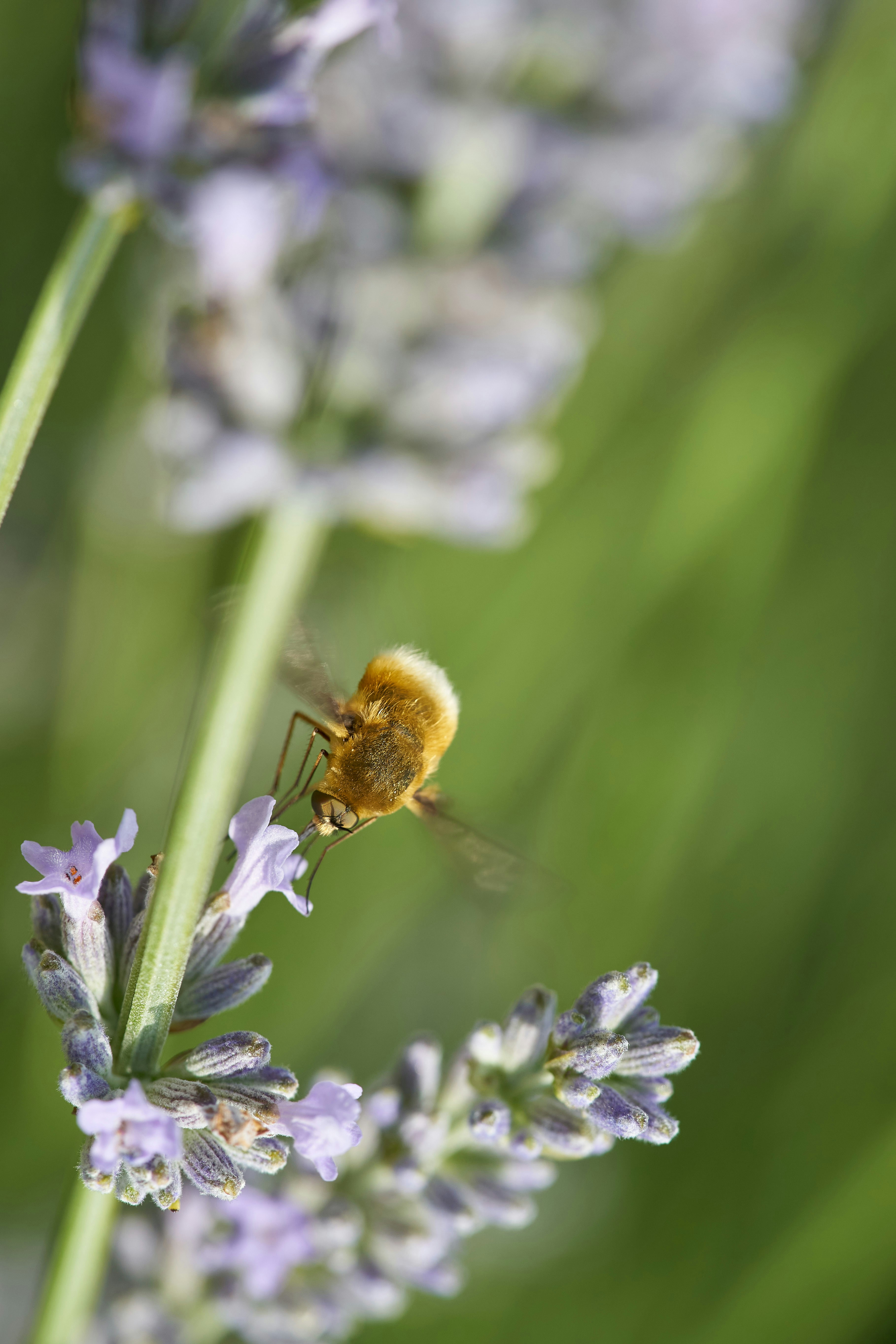 Photo by wolfgang_hasselmann