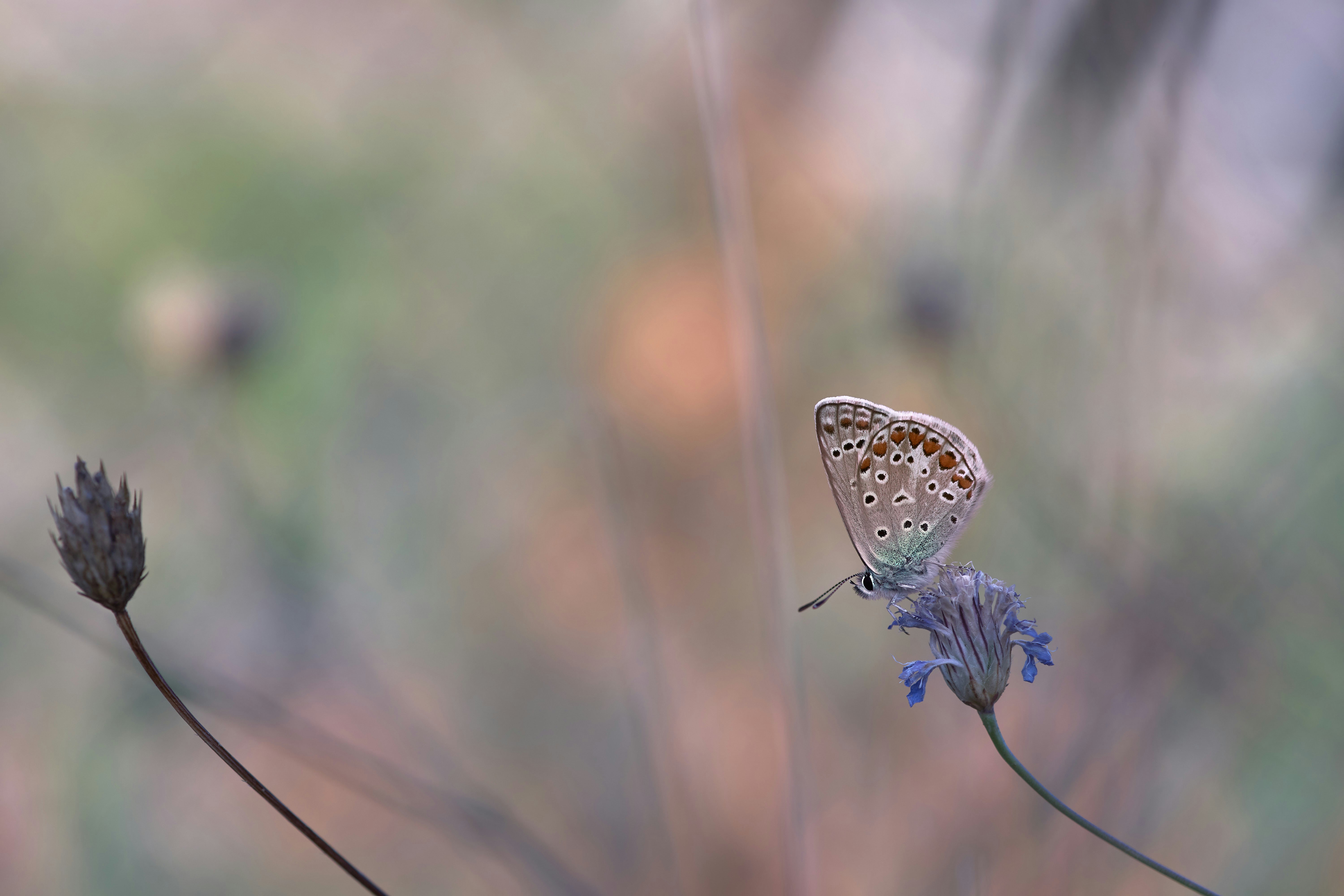 Photo by wolfgang_hasselmann