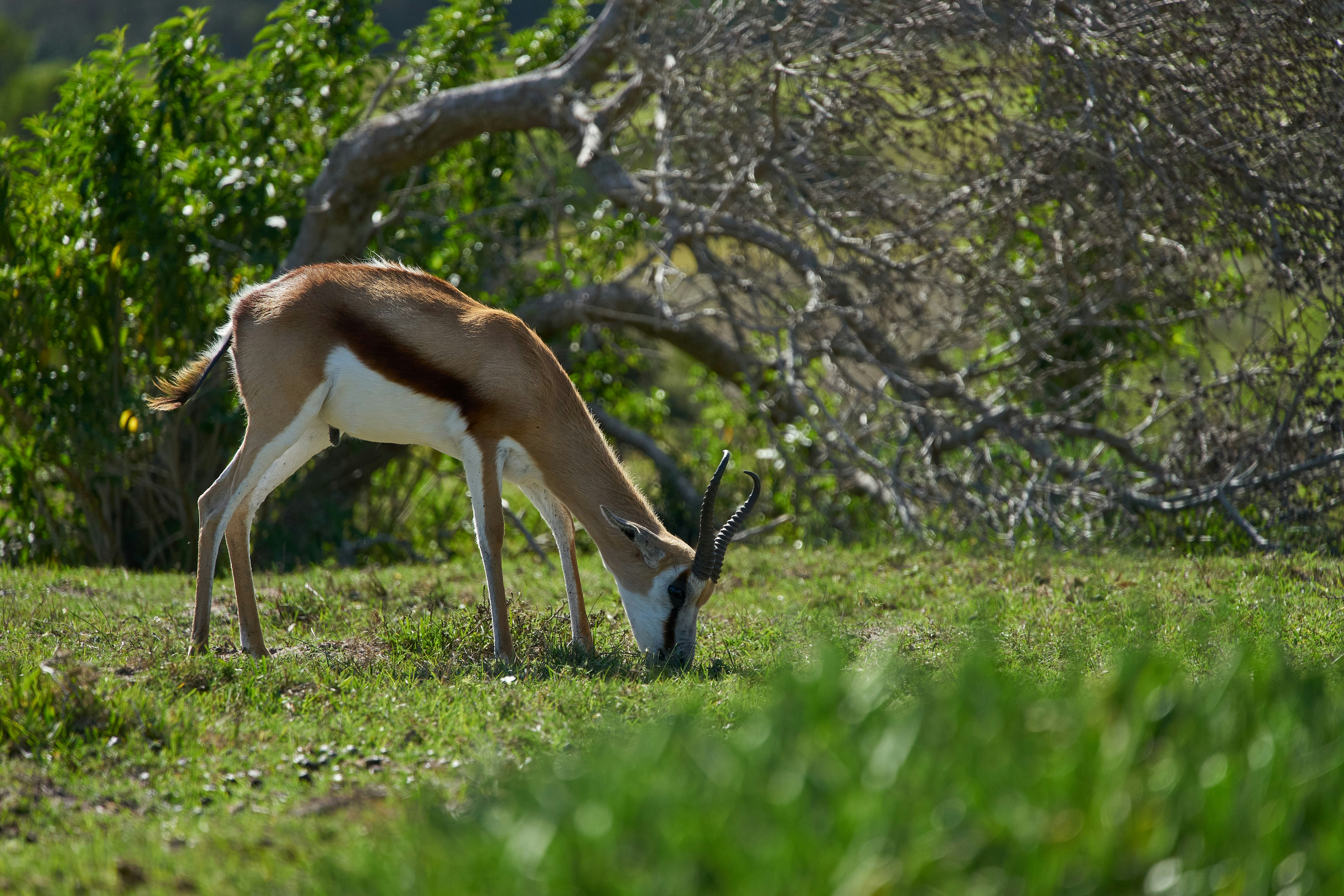 Photo by wolfgang_hasselmann