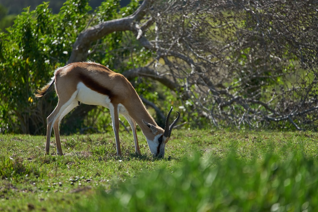 white and brown animal on green grass field during daytime