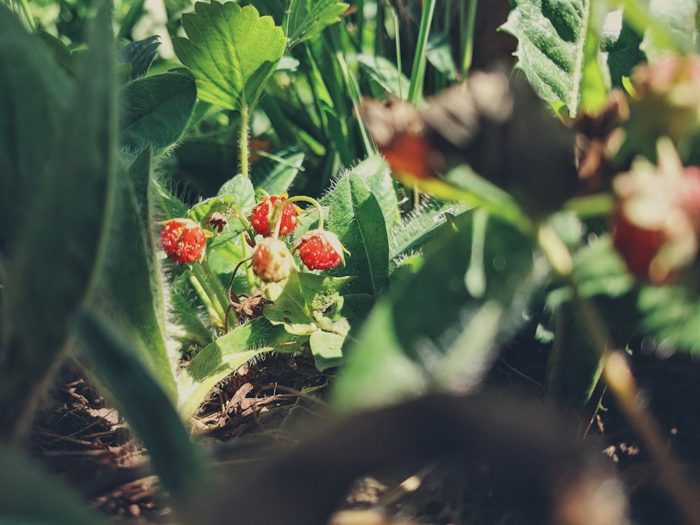 red flowers in tilt shift lens