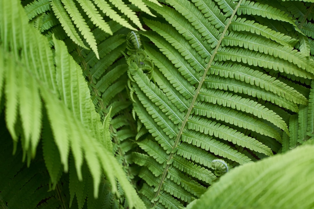 green fern plant in close up photography