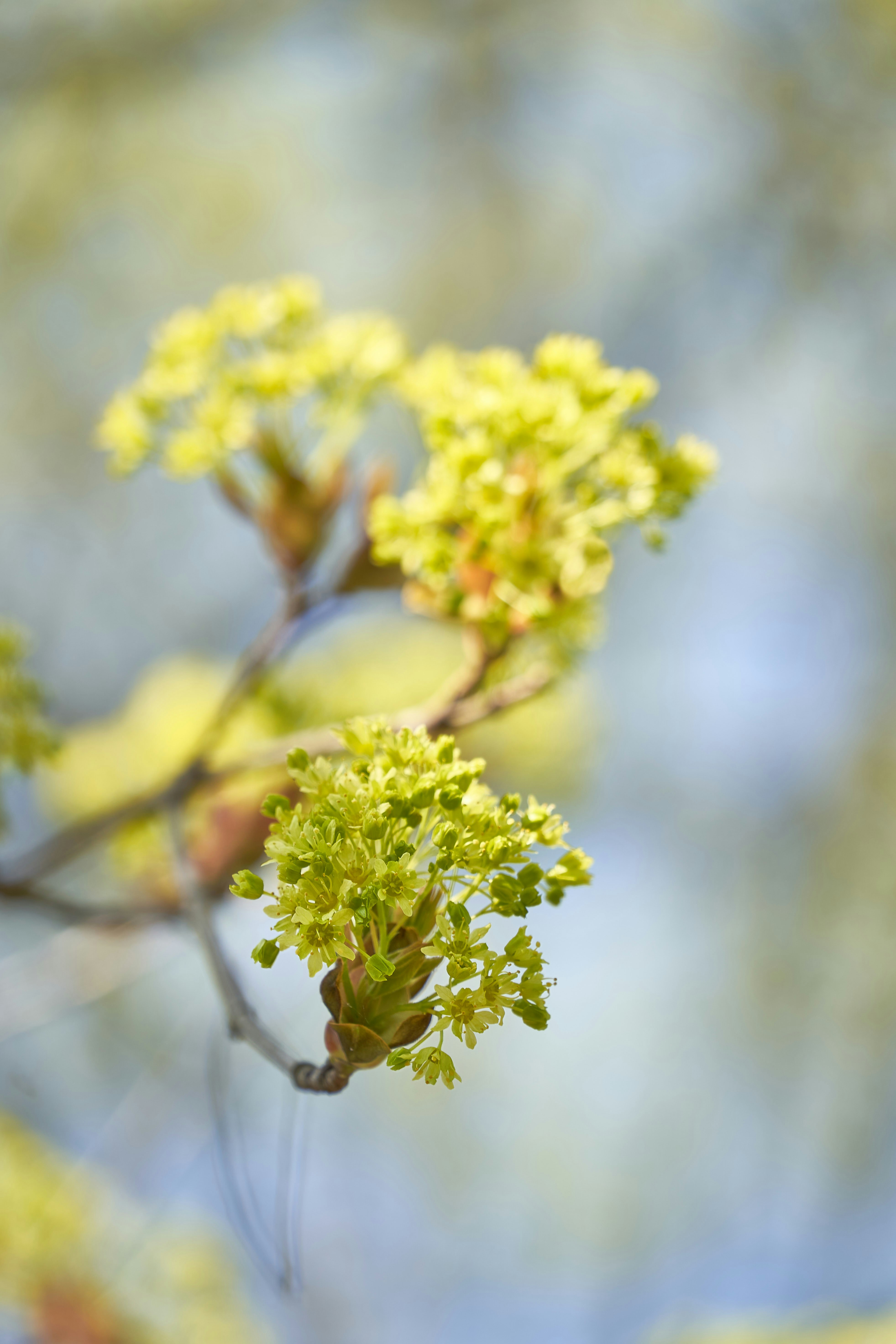 Photo by wolfgang_hasselmann