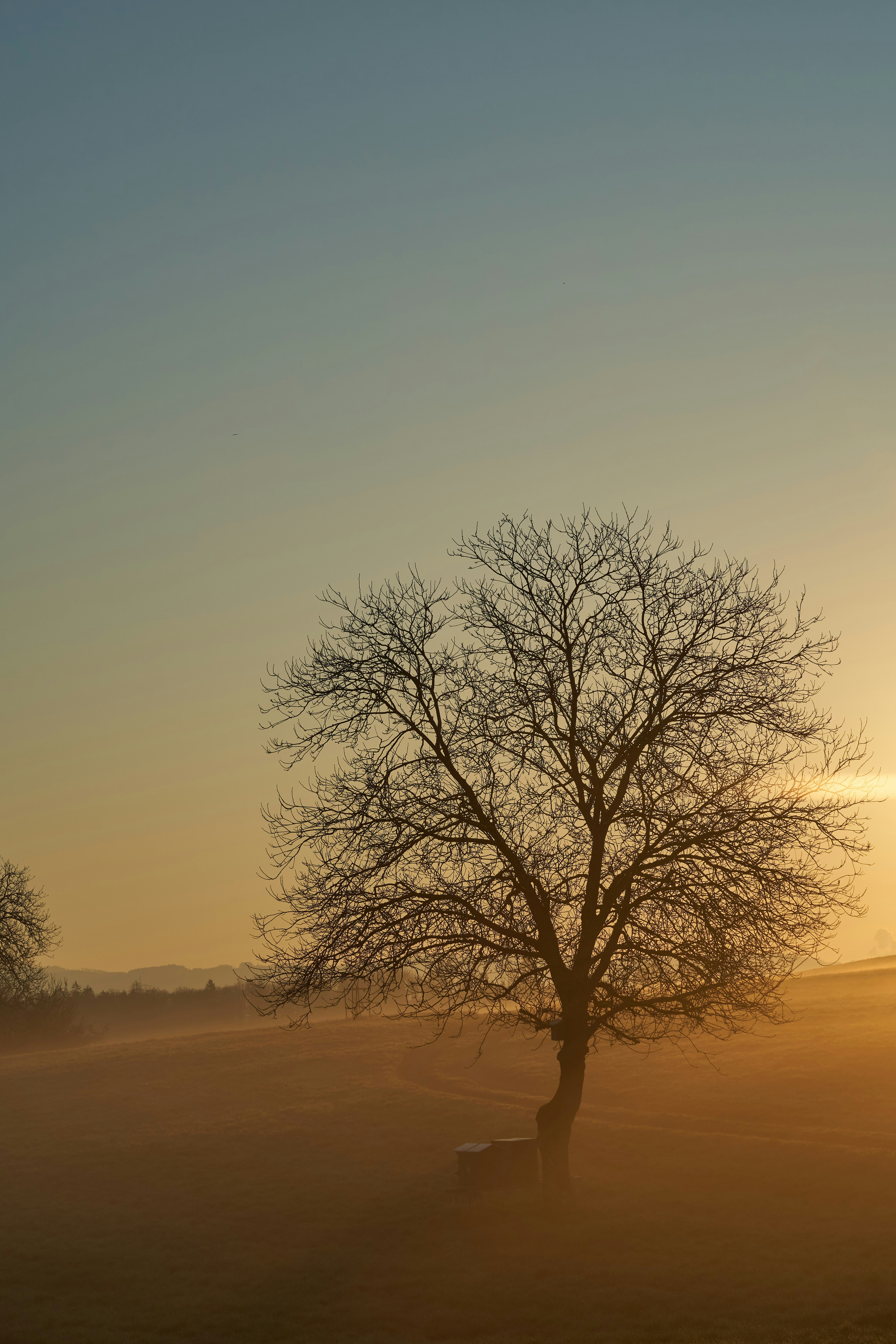 Photo by wolfgang_hasselmann