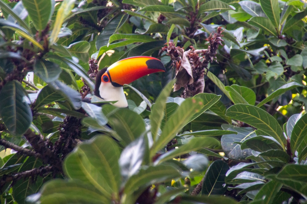 oiseau noir, jaune et rouge sur la branche de l’arbre