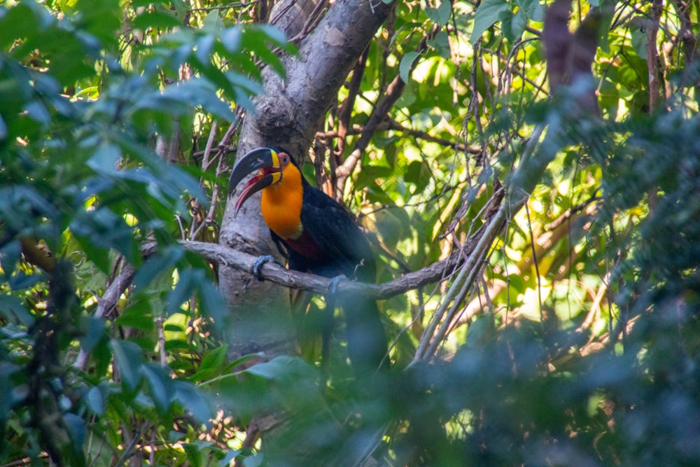 black and yellow bird on tree branch during daytime