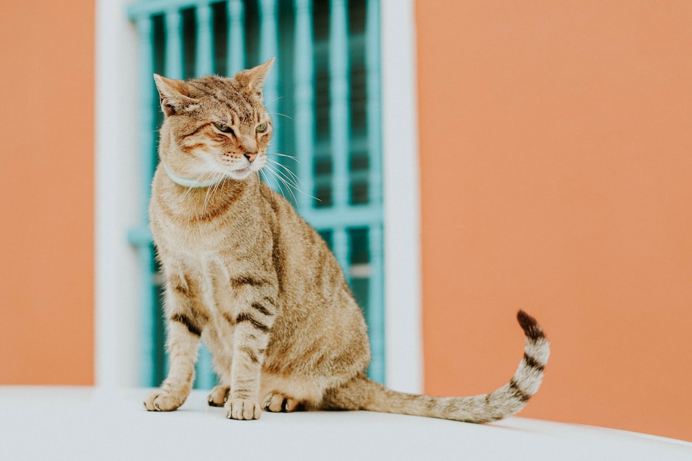 brown tabby cat on white table