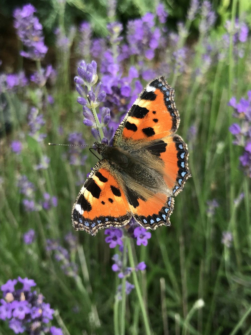 orange black and white butterfly perched on purple flower