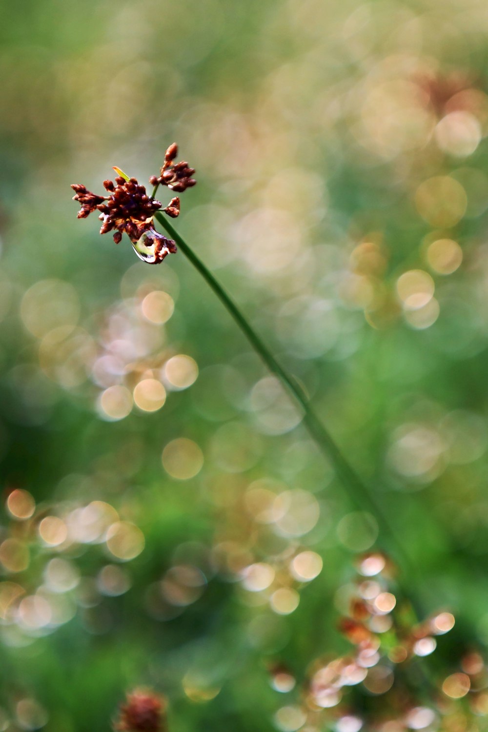 red flower in tilt shift lens