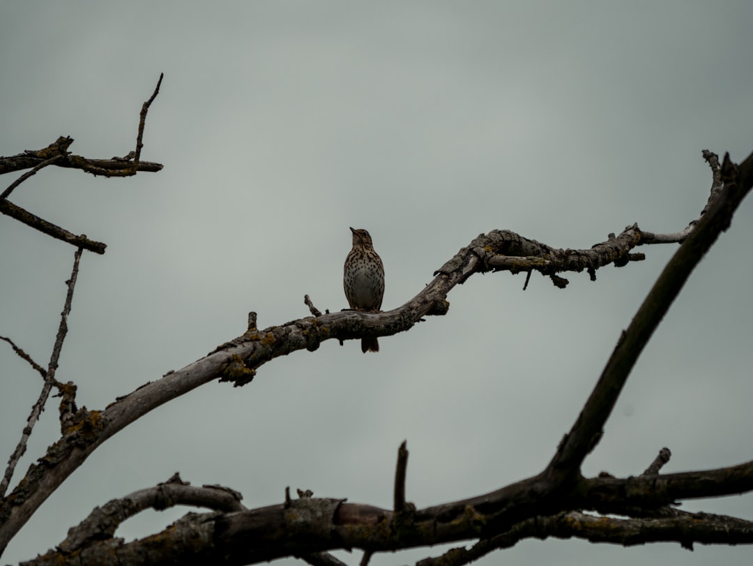 brown bird perched on brown tree branch