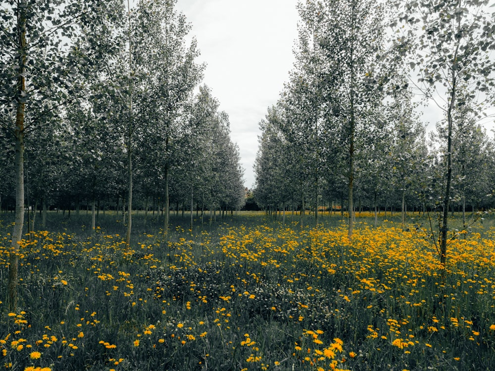 yellow flower field near trees during daytime