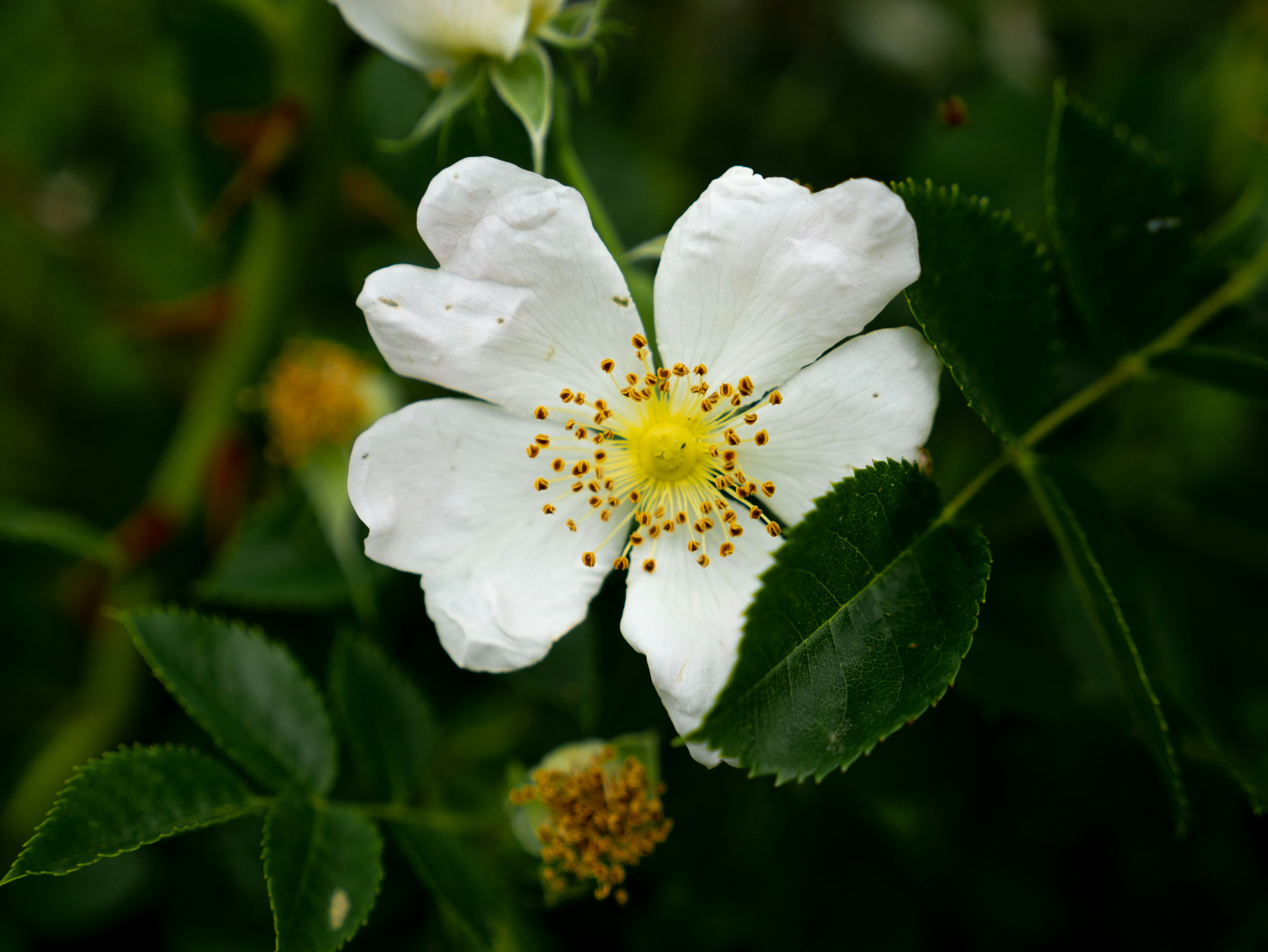 Photo by mattseymour