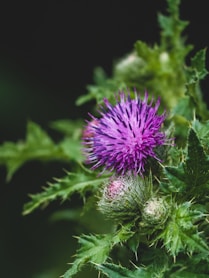 purple flower in tilt shift lens