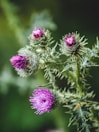 purple flower in tilt shift lens