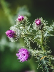 purple flower in tilt shift lens