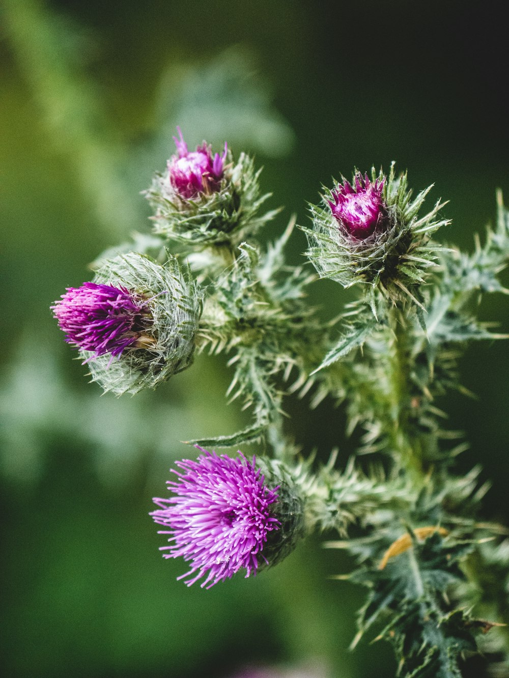 purple flower in tilt shift lens