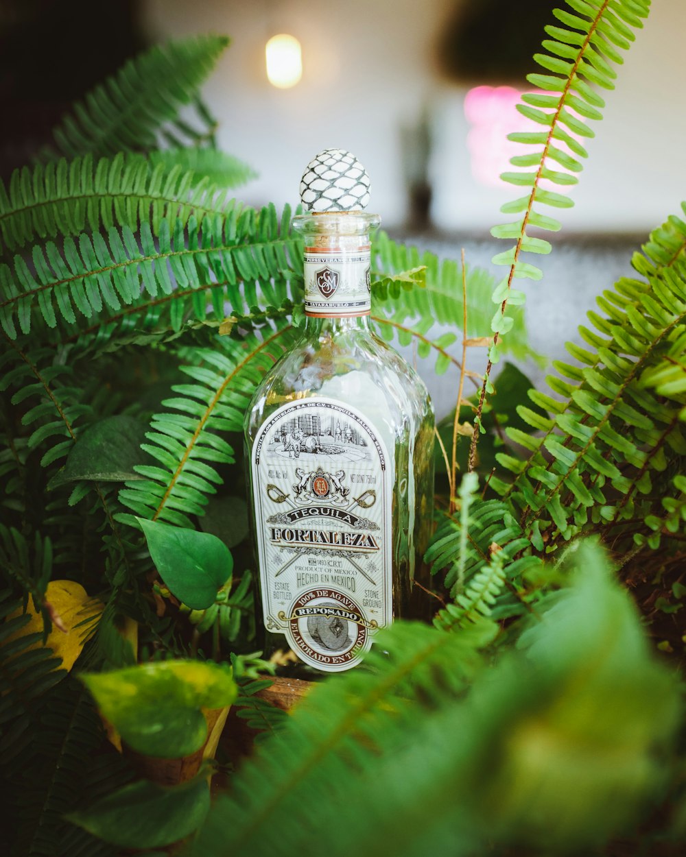 white labeled bottle on green plant