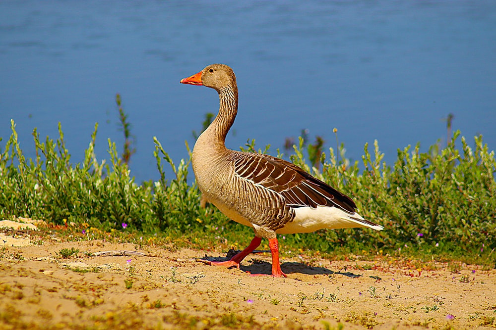 brown and white duck on brown soil near green grass during daytime