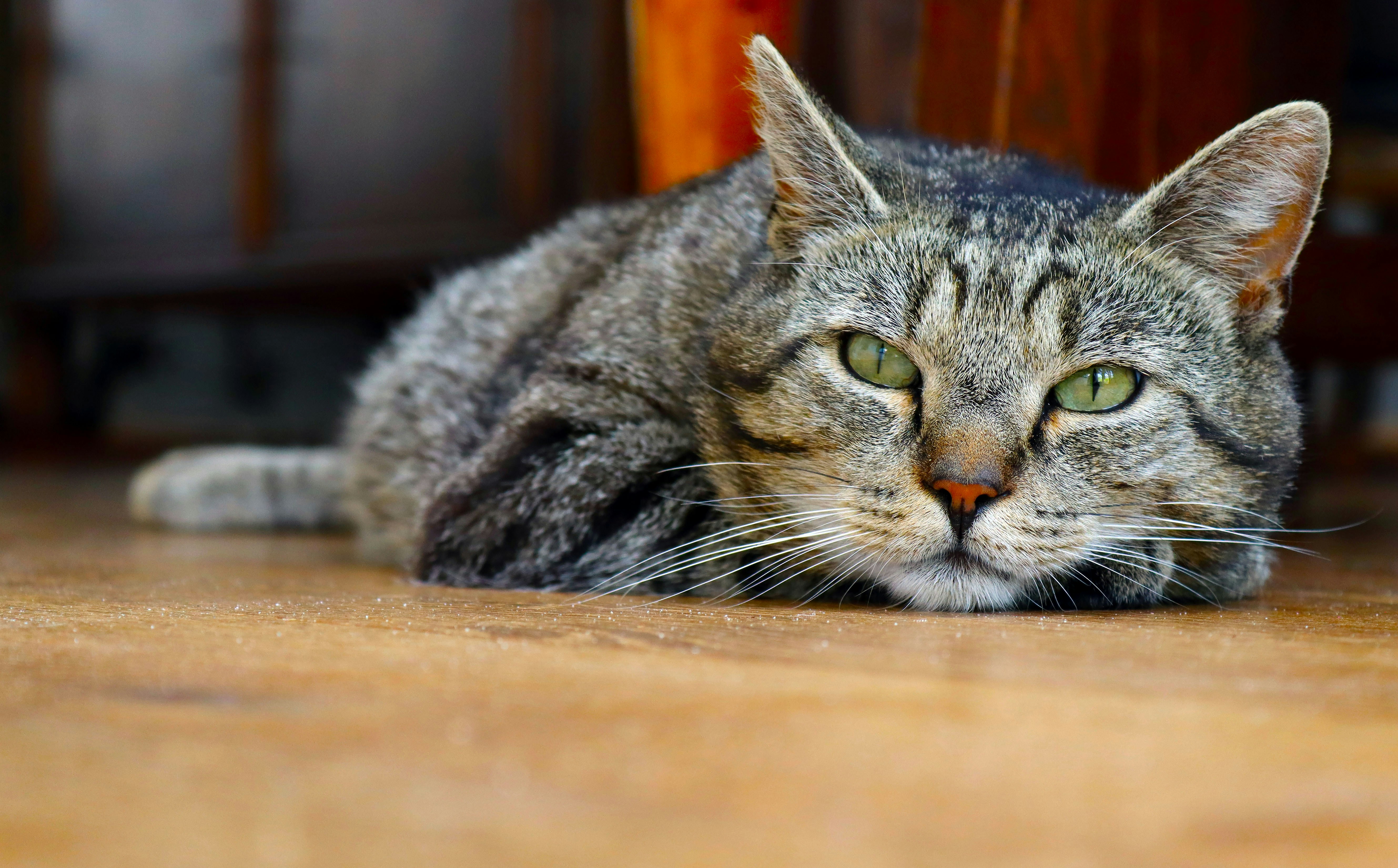 silver tabby cat on brown wooden table