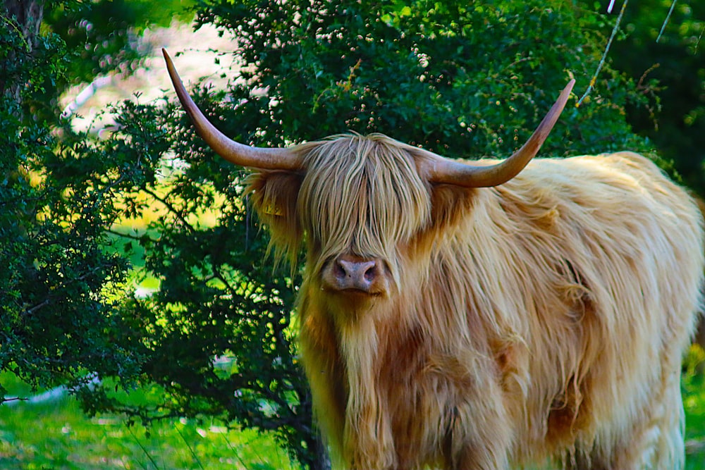 brown cow on green grass field during daytime