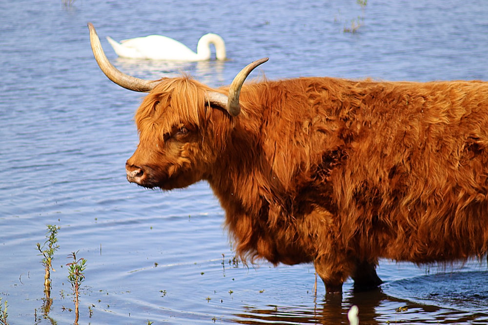 brown yak on water during daytime
