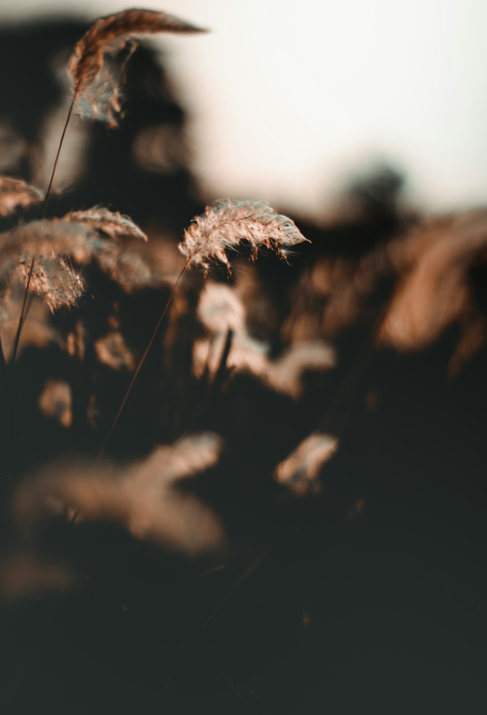 grayscale photo of flower bud