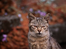A close-up of a tabby cat with striking greenish eyes. The background is a blend of soft focus autumn colors with hints of purple. The cat appears to be looking directly at the camera with a calm and slightly curious expression.