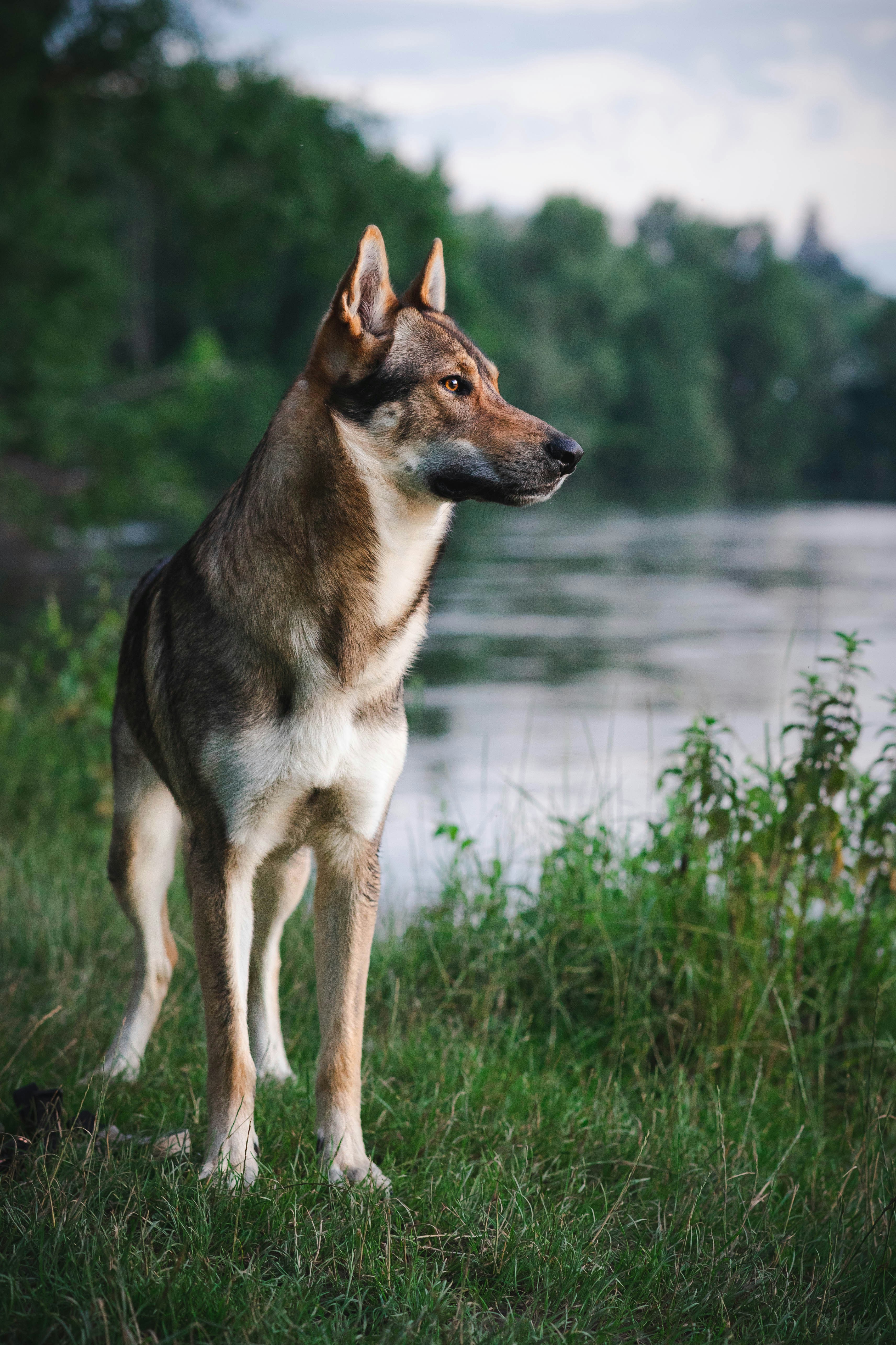 brown and black short coated tamaskan dog on green grass during daytime