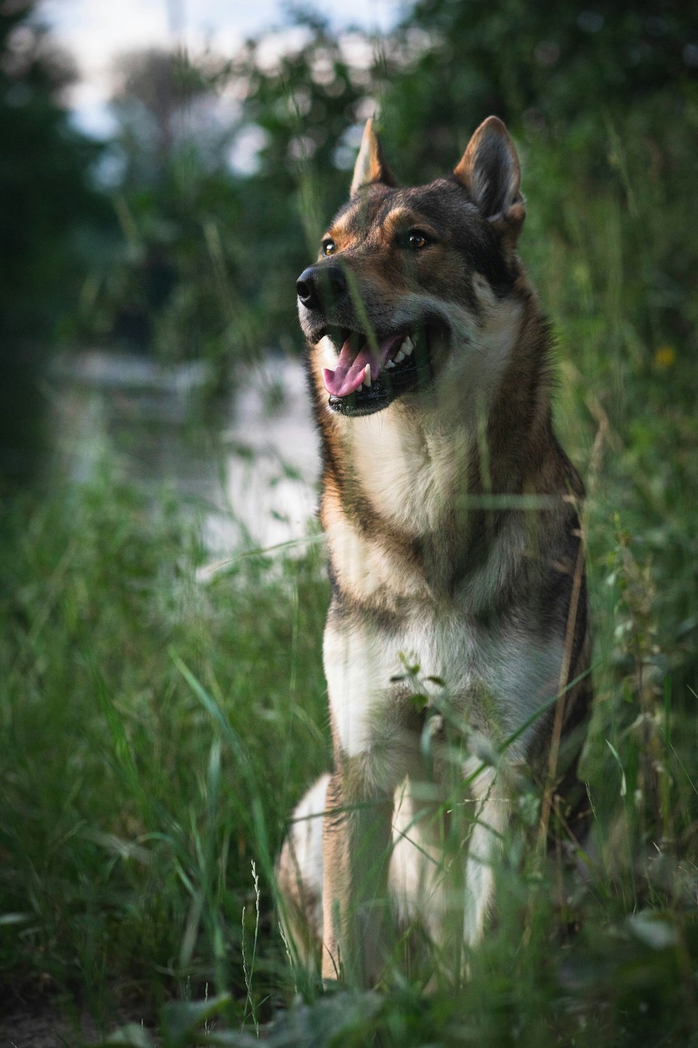 brown and black short coated dog on green grass during daytime