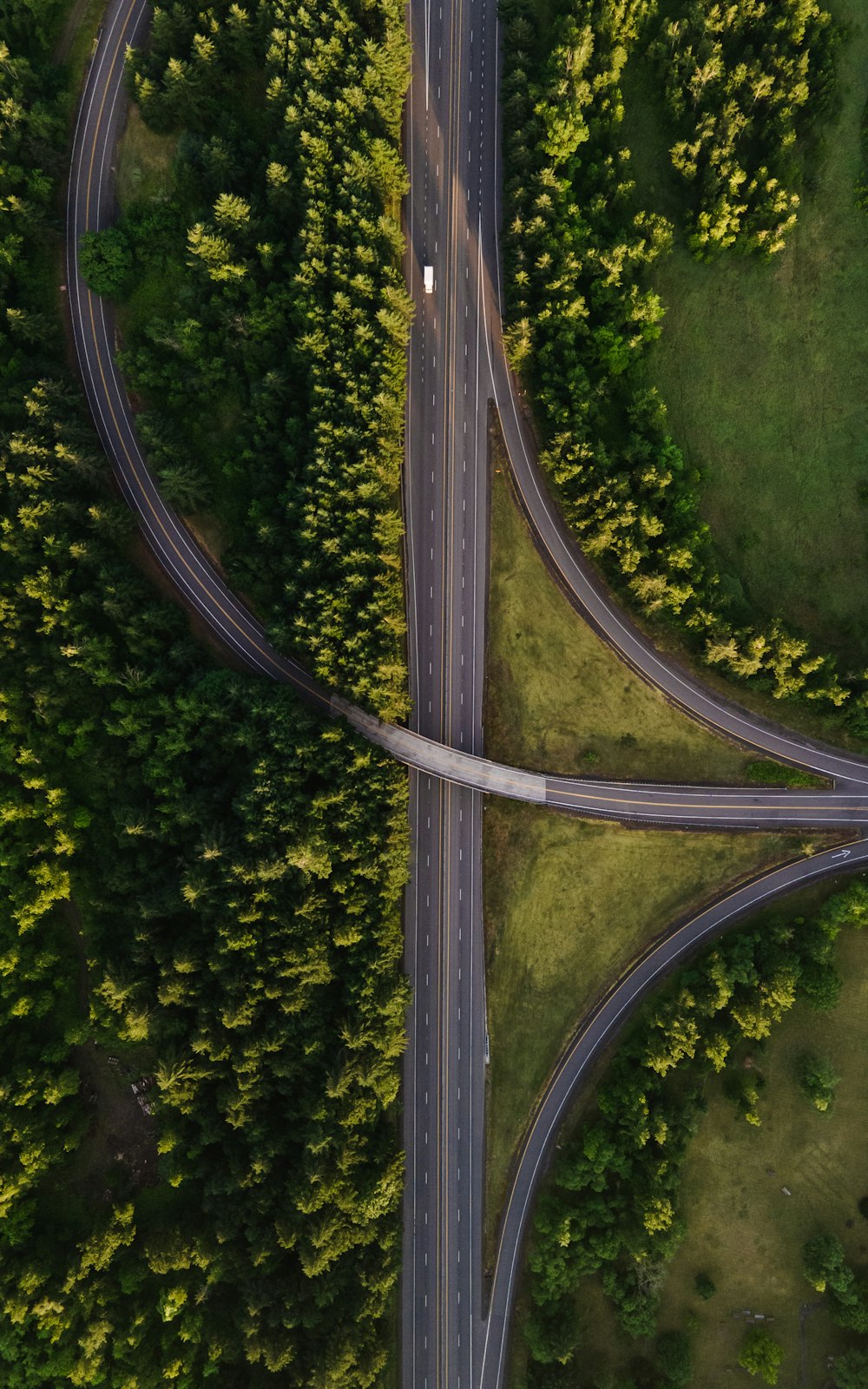 aerial view of green trees