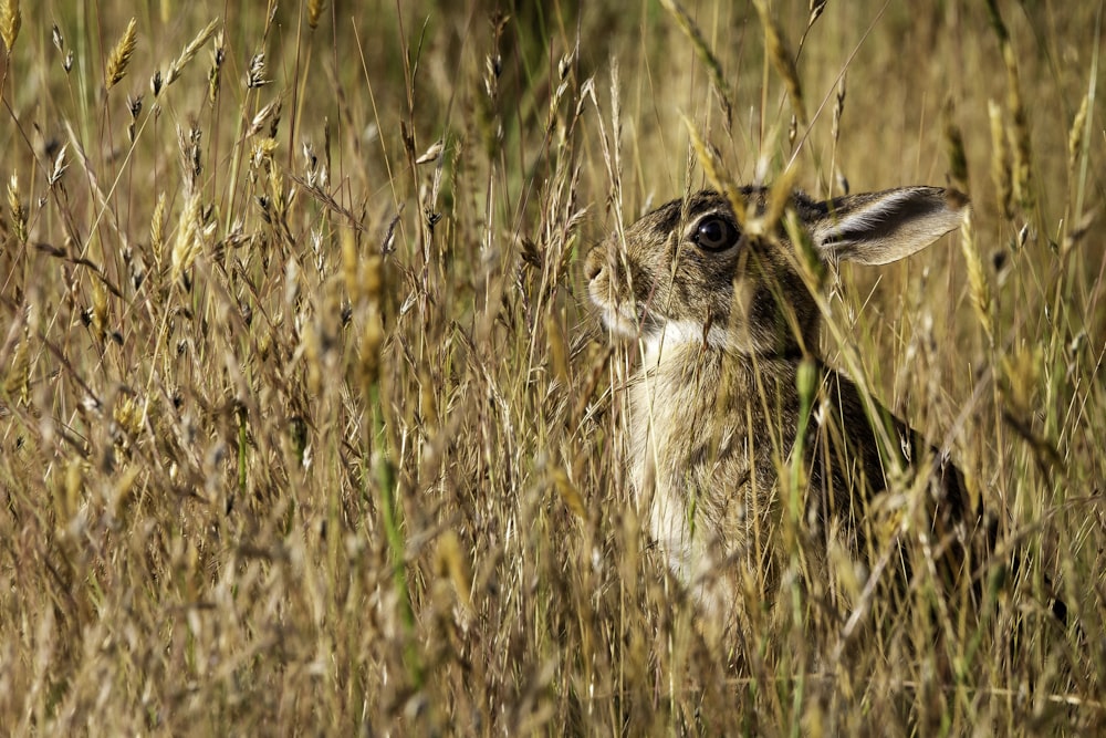brown rabbit on brown grass field during daytime