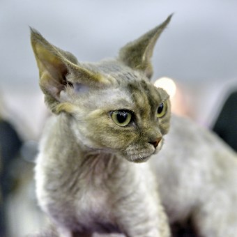 A close-up of a hairless cat with large, pointed ears and striking green eyes looking attentively to the side. The background is softly blurred, enhancing the focus on the cat&rsquo;s distinctive features.