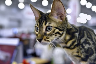 A Bengal cat with strikingly patterned fur focuses intently on something outside the frame. The background is blurred with circular bokeh lights, indicating an indoor setting possibly at a cat show or similar event.