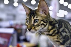 Photo 1593193018524 F7a6a62fd4ec?q=85&w=275&h=400&fit=crop