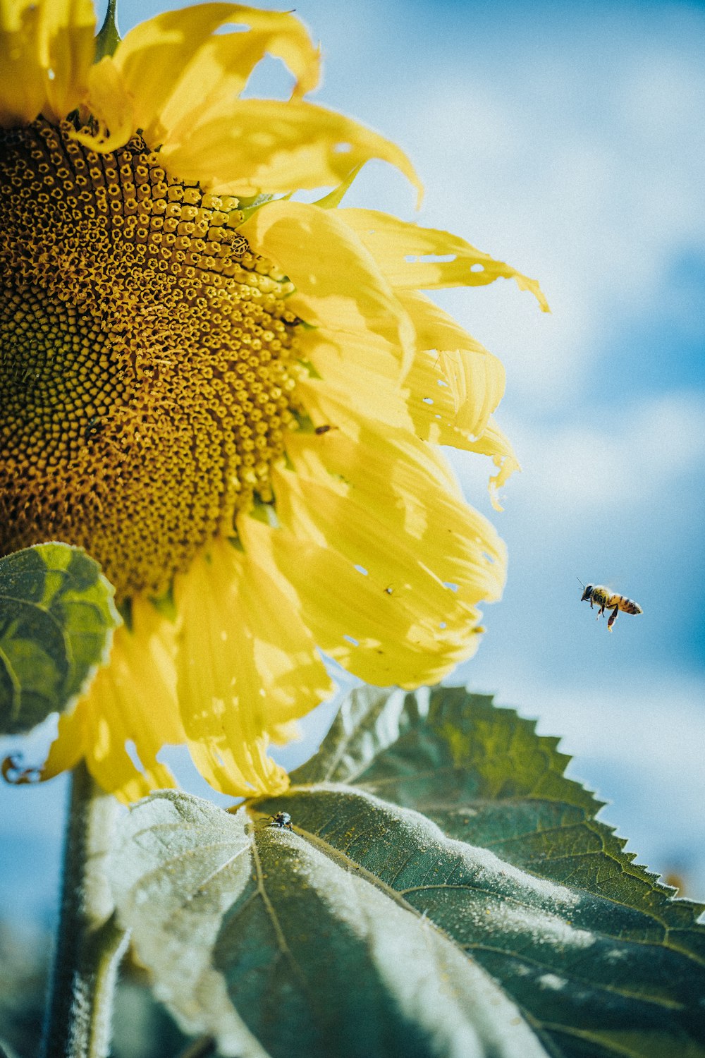 black and brown bee on yellow sunflower