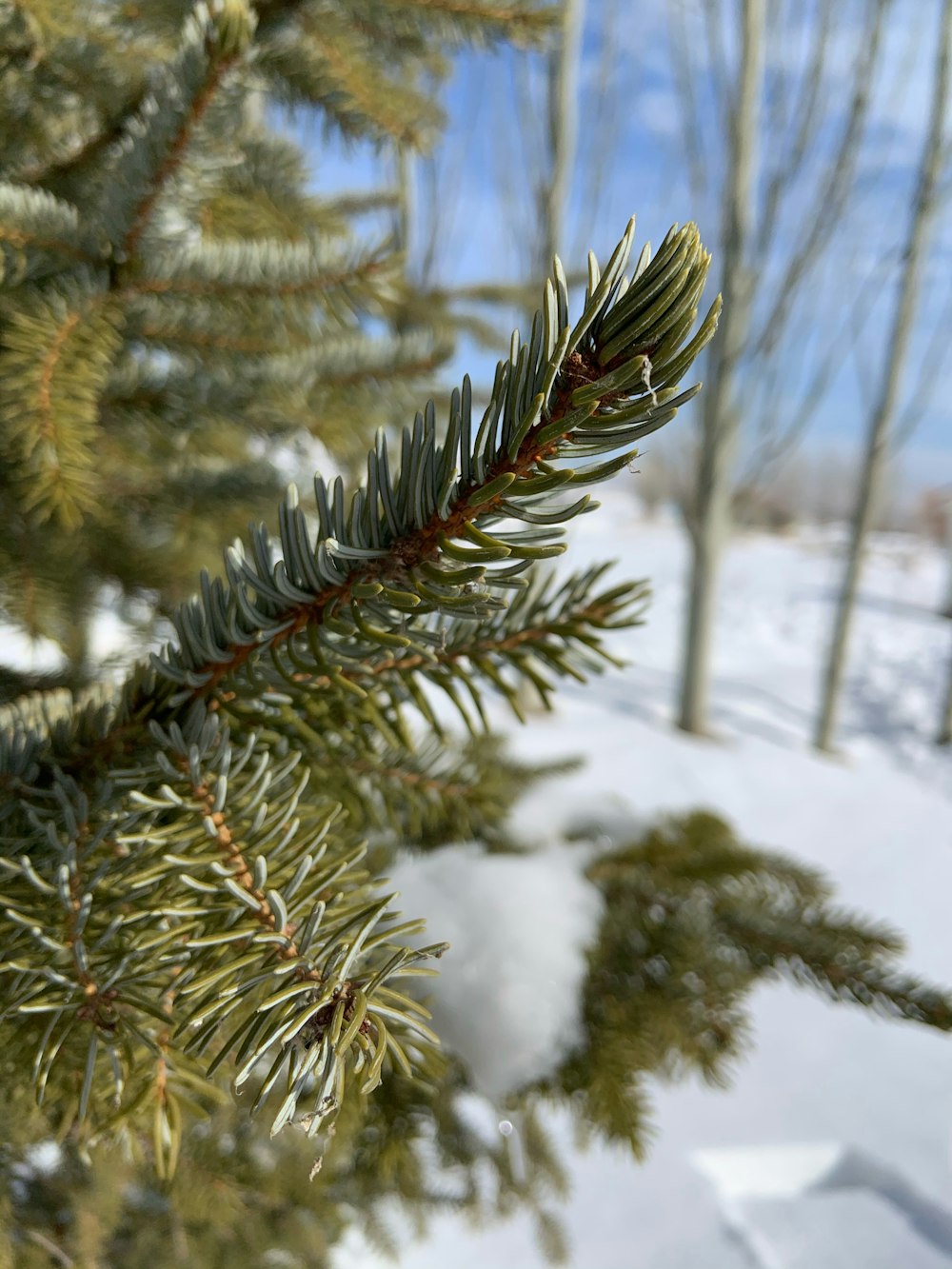 green pine tree covered with snow