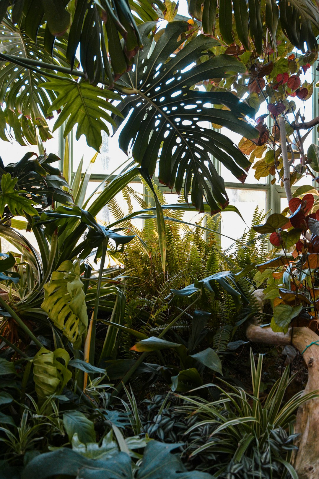 green banana tree during daytime