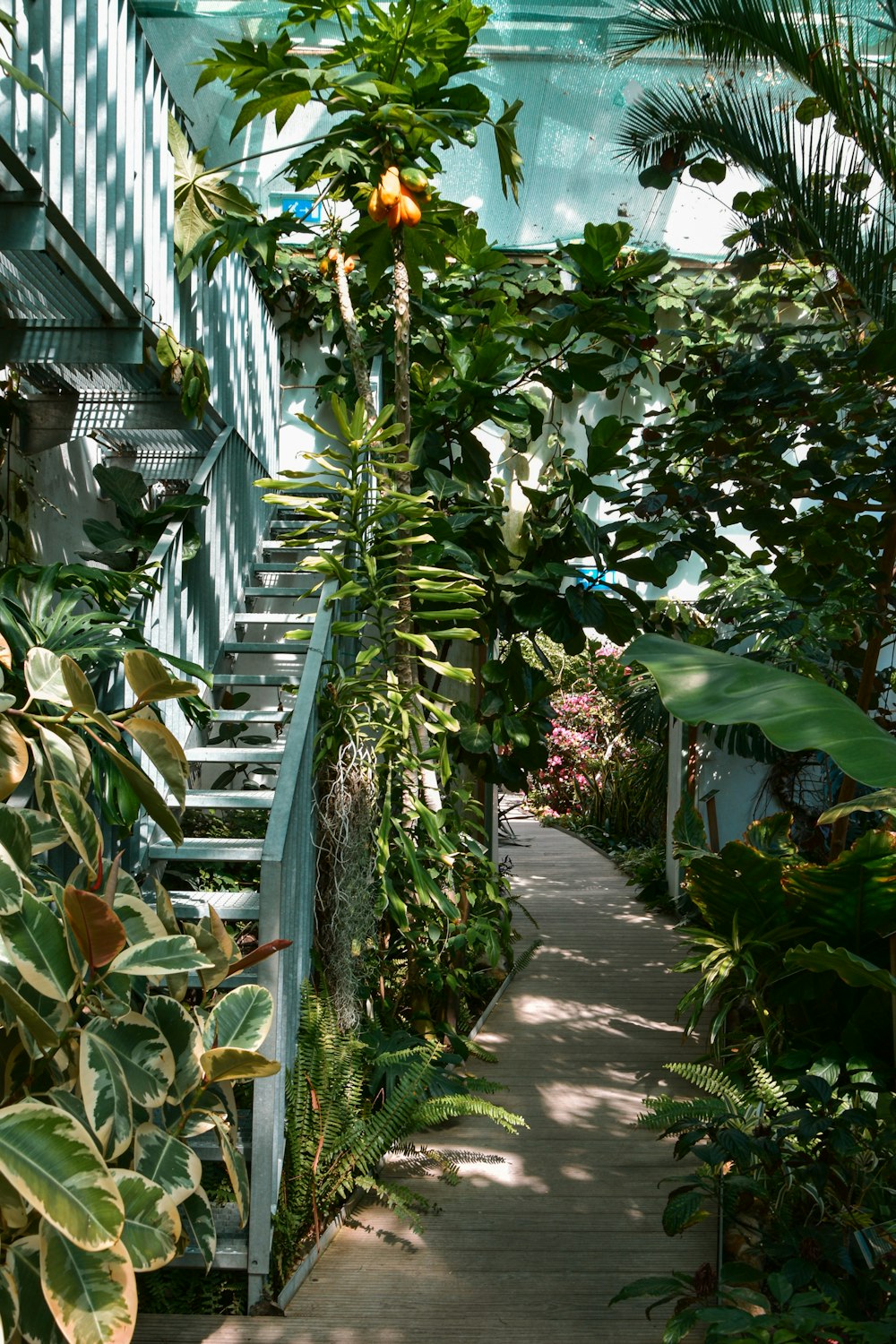 green banana plants on the garden during daytime